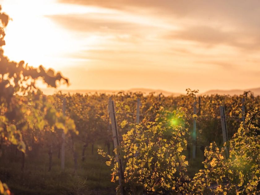 Malbec World Day – světový den odrůdy Malbec