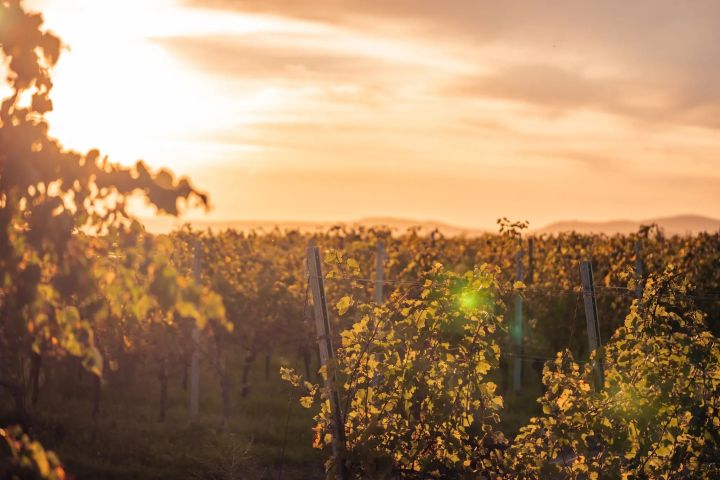 Malbec World Day – světový den odrůdy Malbec