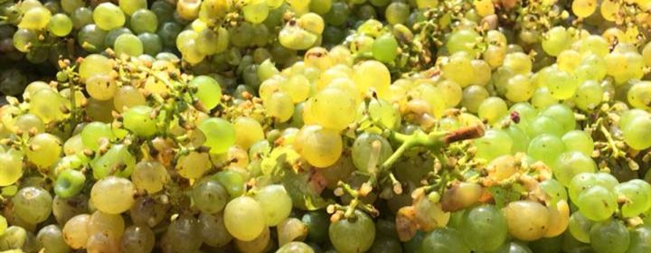 Rozšiřujeme naše vinice na Znojemsku